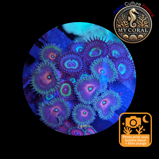 Zoanthus de Culture WYSIWYG - Captain America Mixte Mindblowing Paly- ZCAMP101