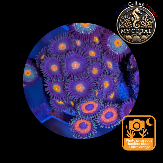 Zoanthus de Culture WYSIWYG - Mixte- ZMT102