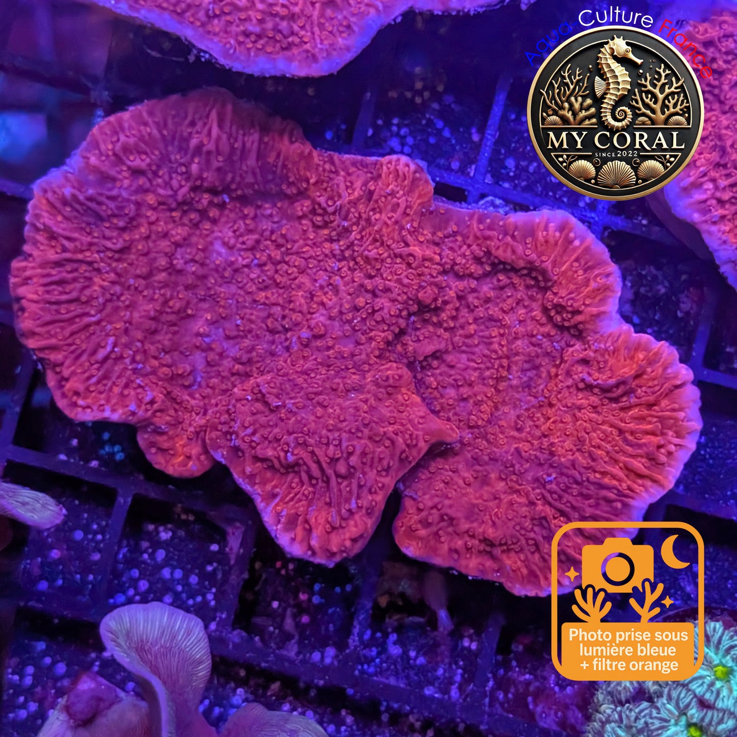 Montipora de Culture WYSIWYG - Capricornis Rouge M MP103