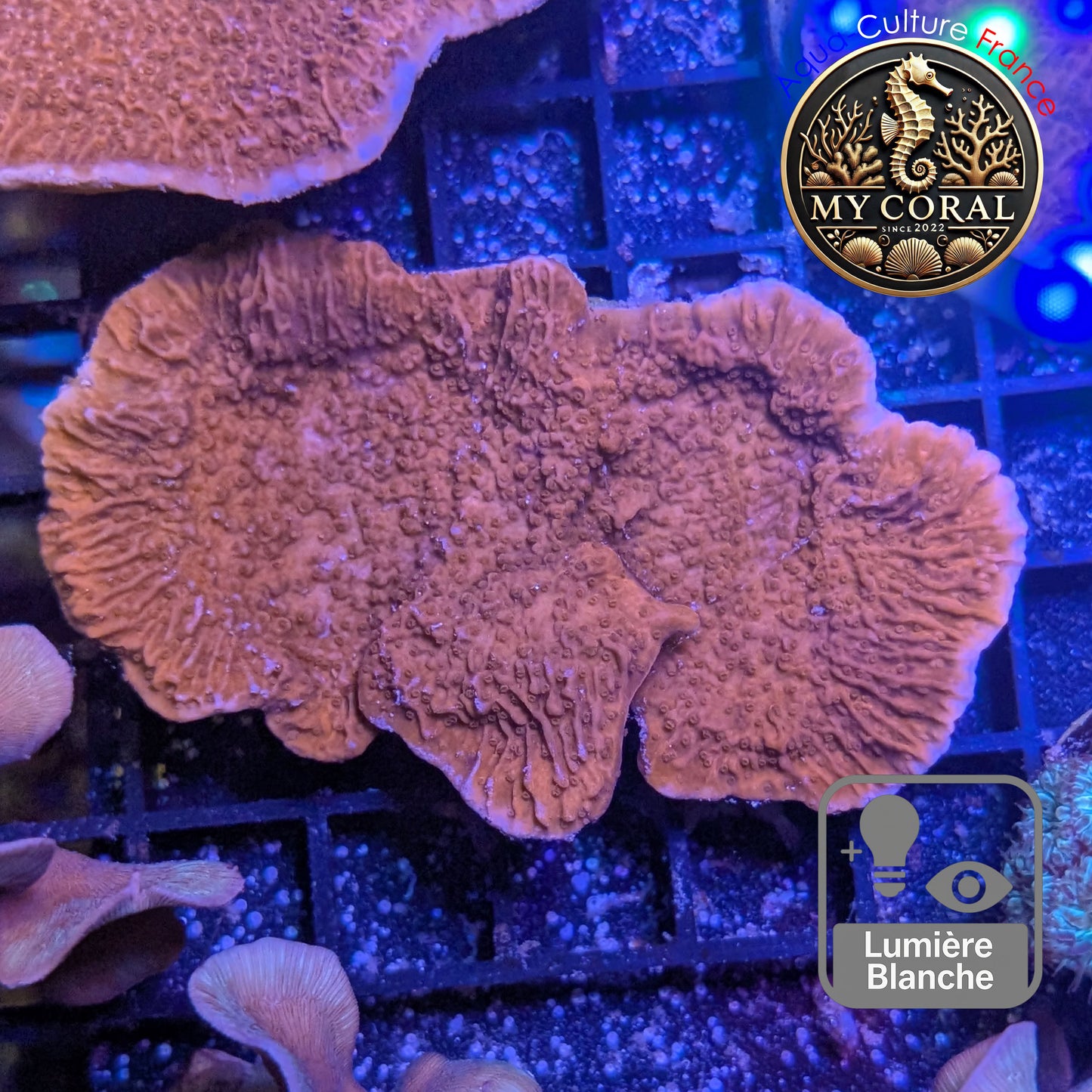 Montipora de Culture WYSIWYG - Capricornis Rouge M MP103