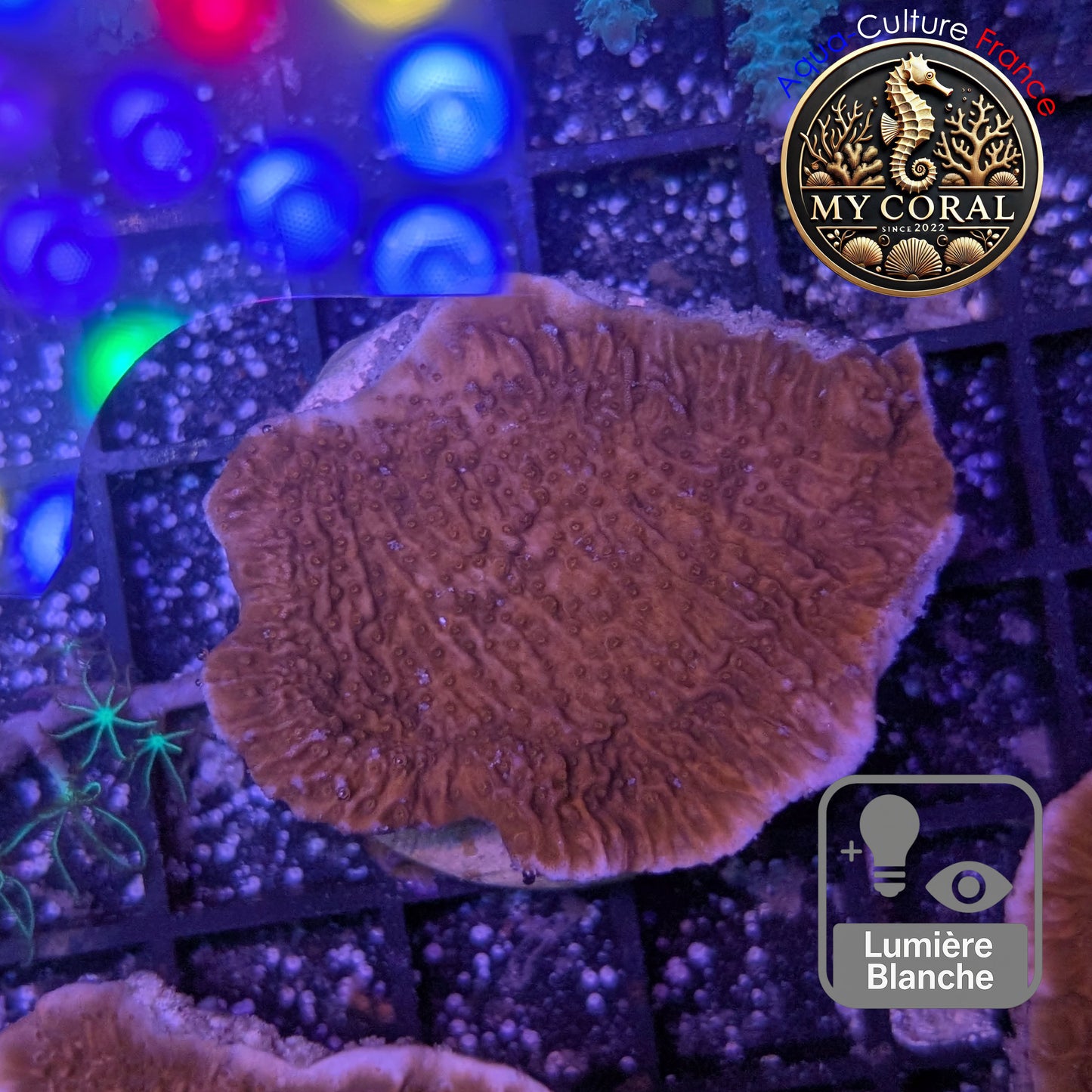 Montipora de Culture WYSIWYG - Capricornis Rouge S MP101