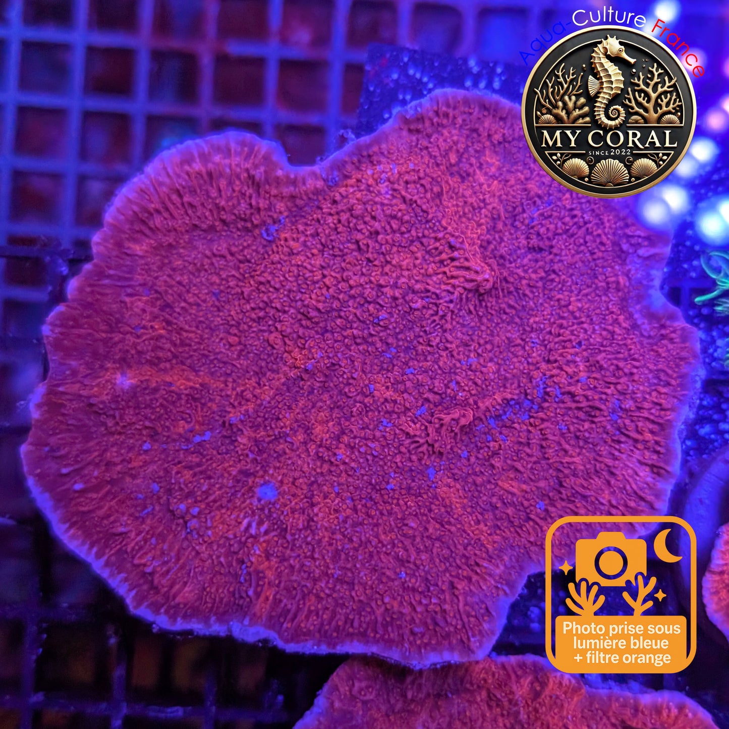 Montipora de Culture WYSIWYG - Capricornis Rouge L MP102