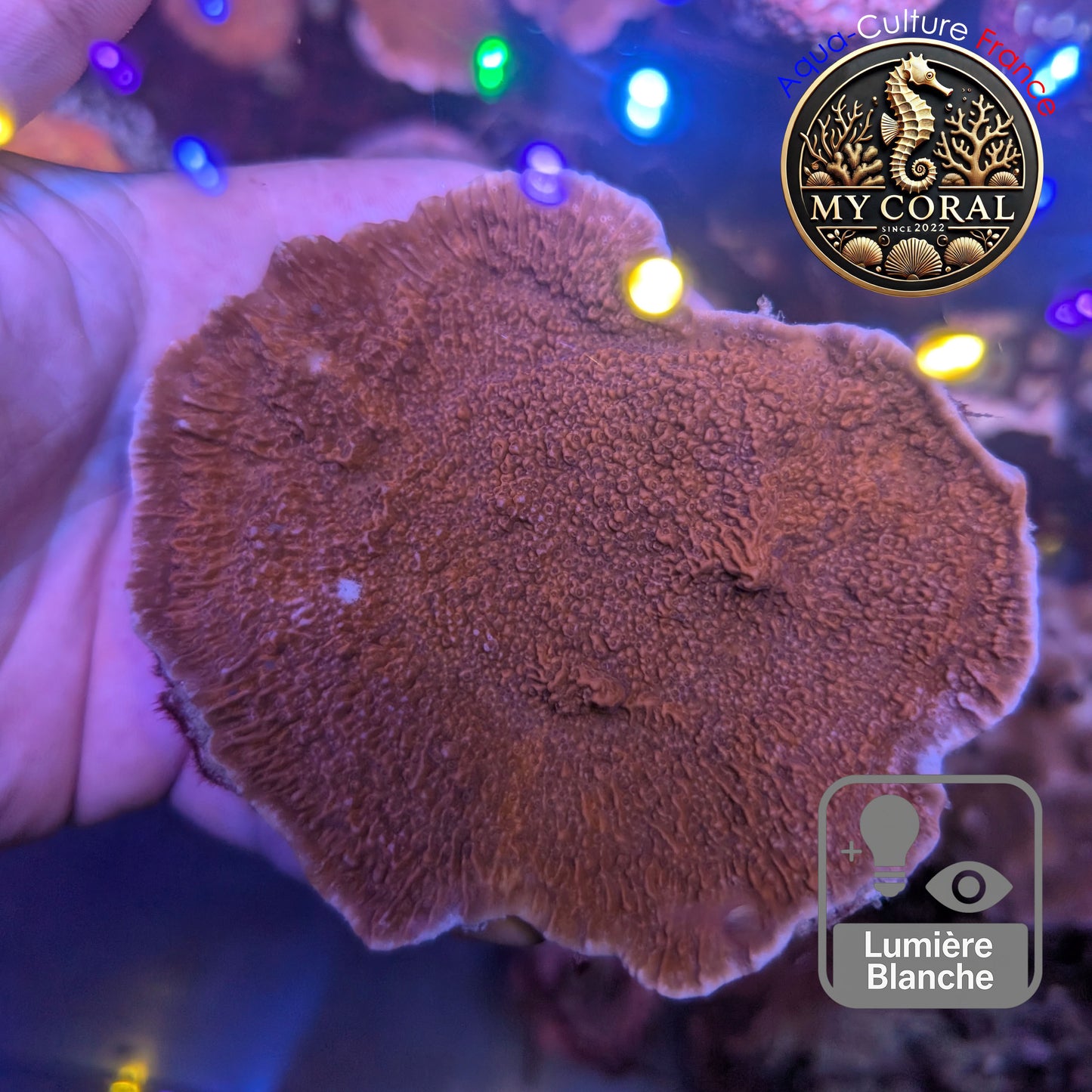 Montipora de Culture WYSIWYG - Capricornis Rouge L MP102