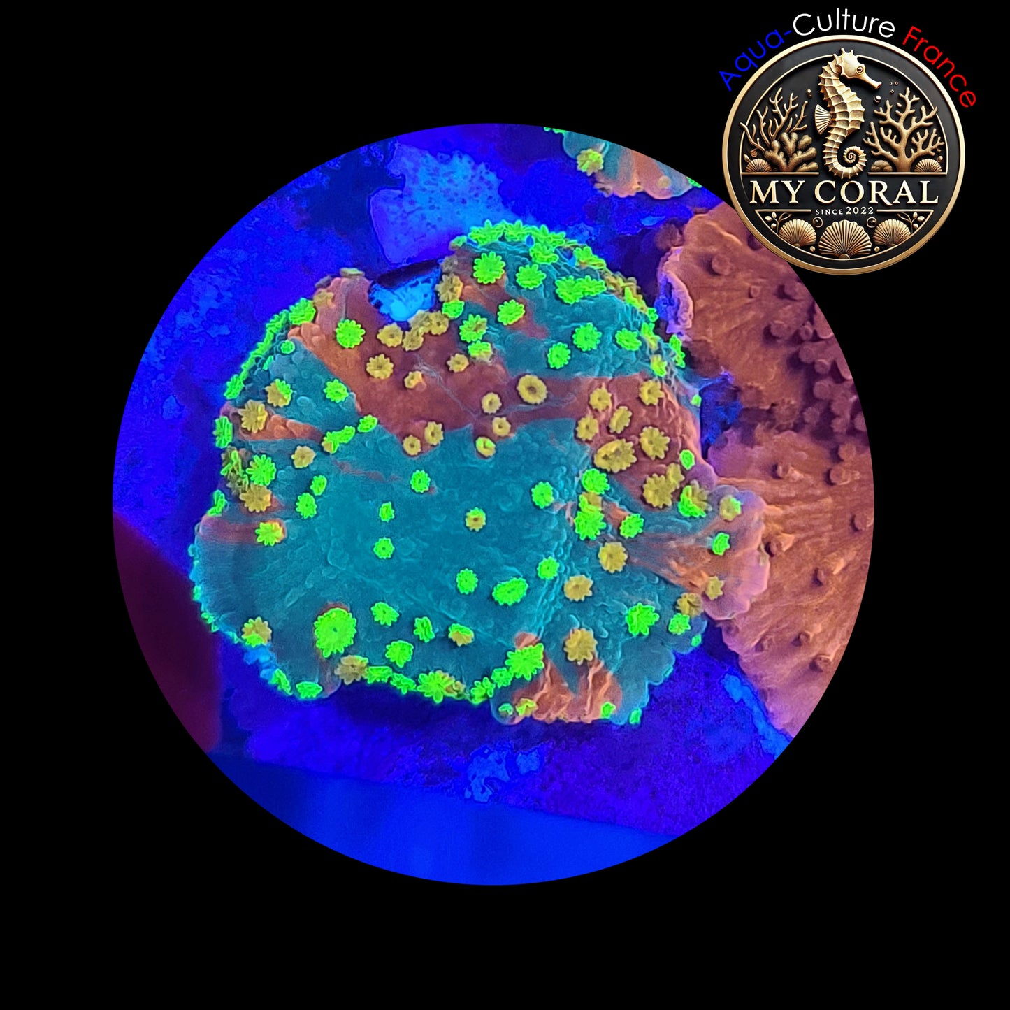 SPS de Culture WYSIWYG - Montipora WWC Sunfire Grafted SSG007