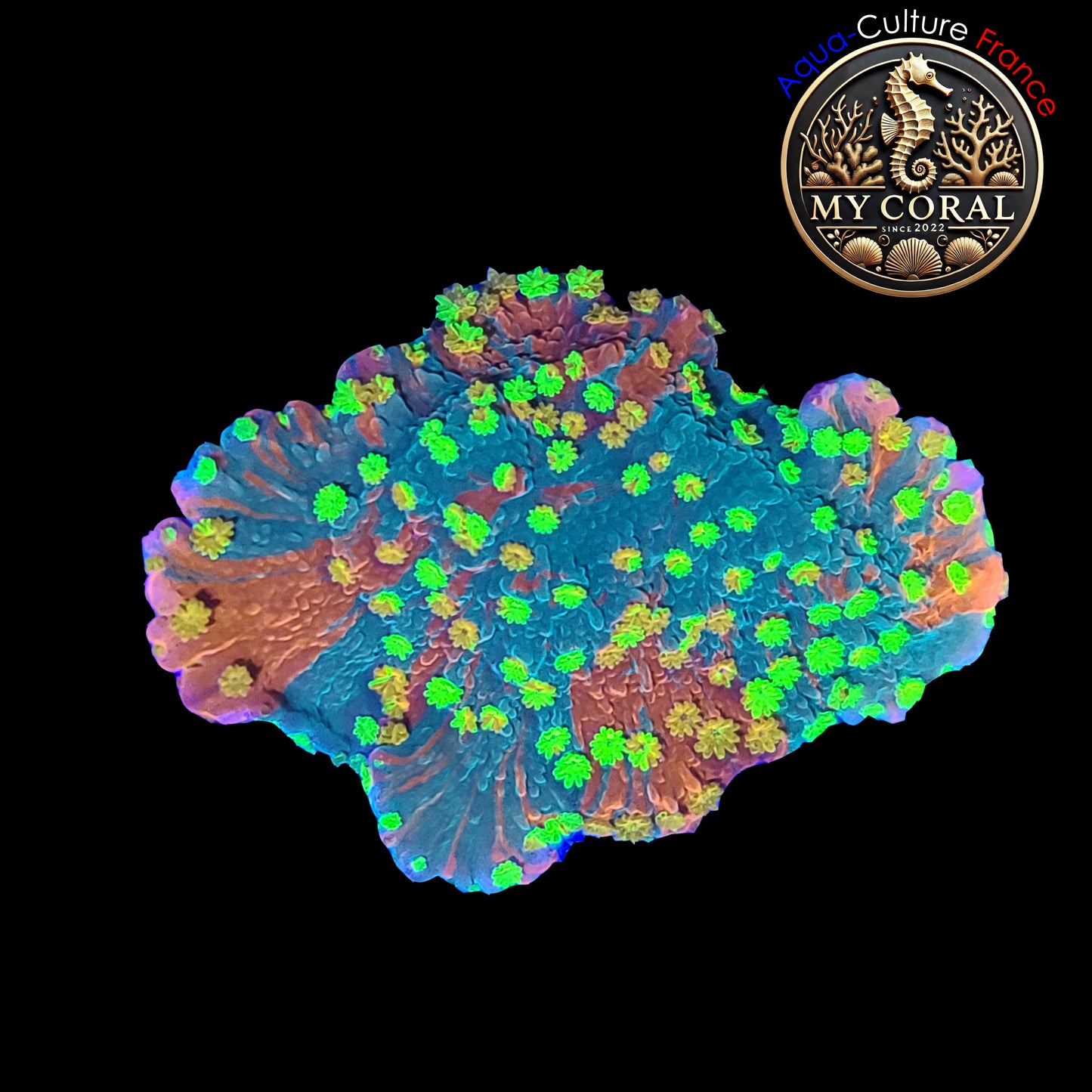 SPS de Culture WYSIWYG - Montipora WWC Sunfire Grafted SSG009