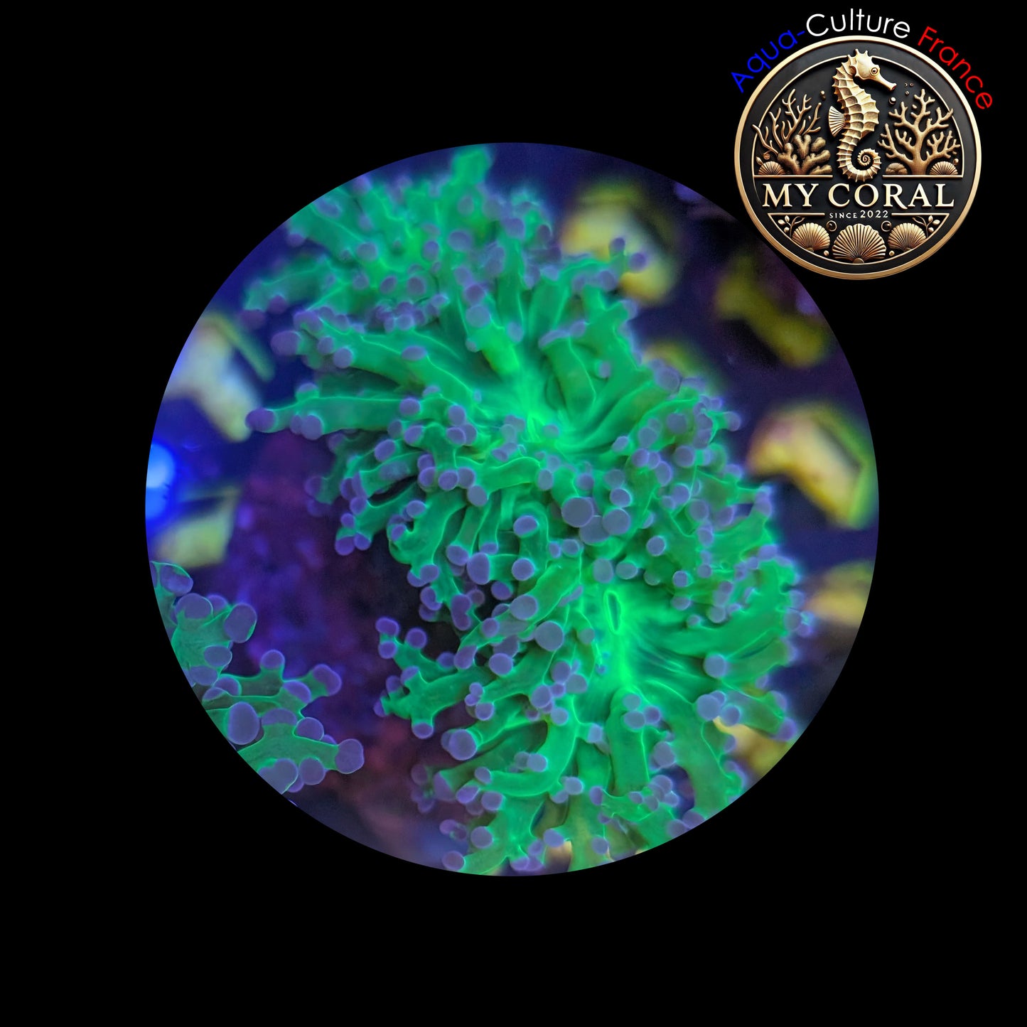 Euphyllia de Culture WYSIWYG- Paradivisa - Green/Blue- 3 Têtes - EPDG102
