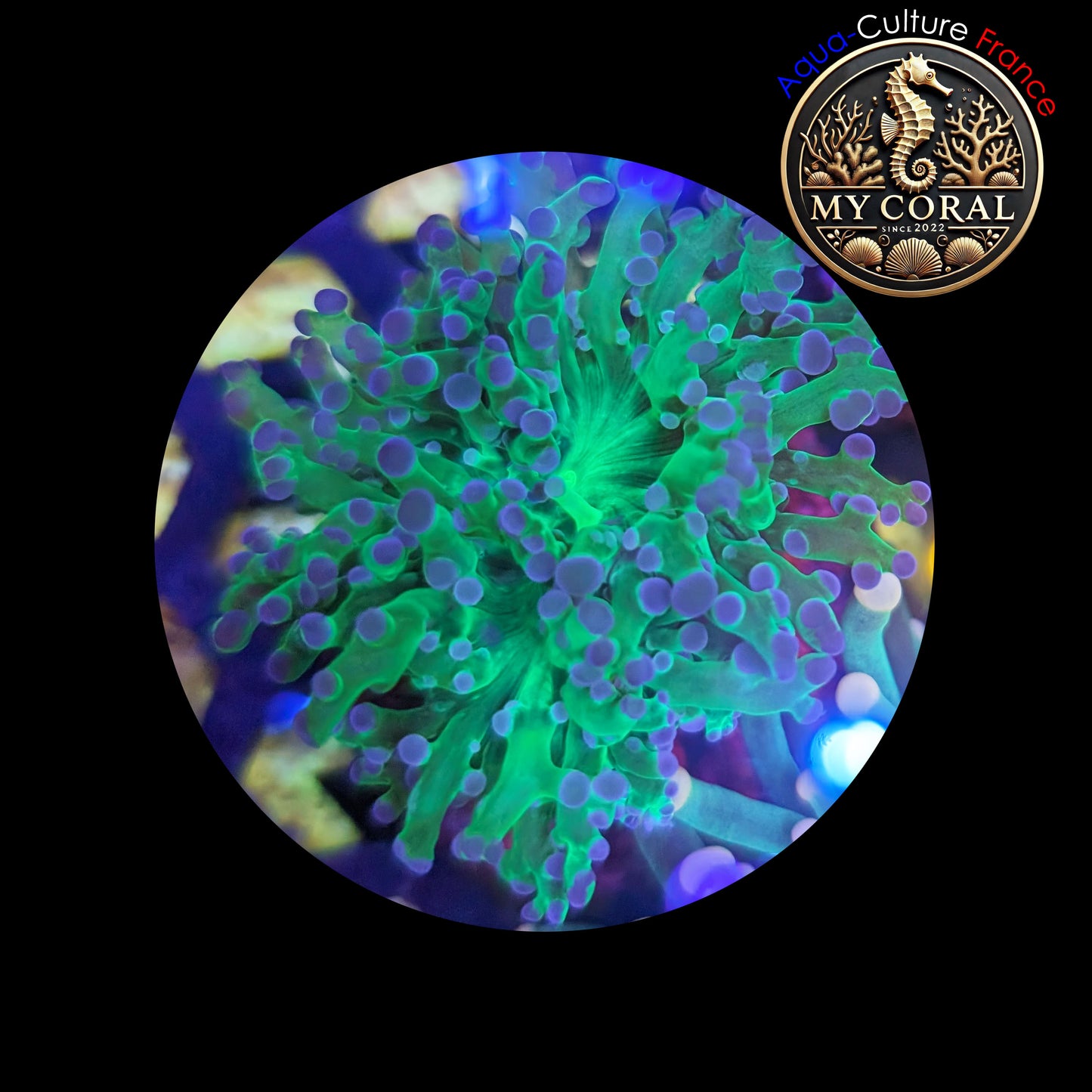 Euphyllia de Culture WYSIWYG- Paradivisa - Green/Blue- 1 Double Têtes - EPDG103