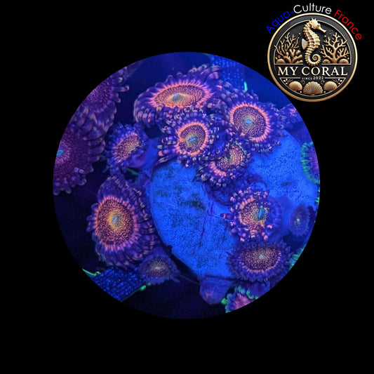 Zoanthus de Culture WYSIWYG - PINK MOHAWK - ZPM102