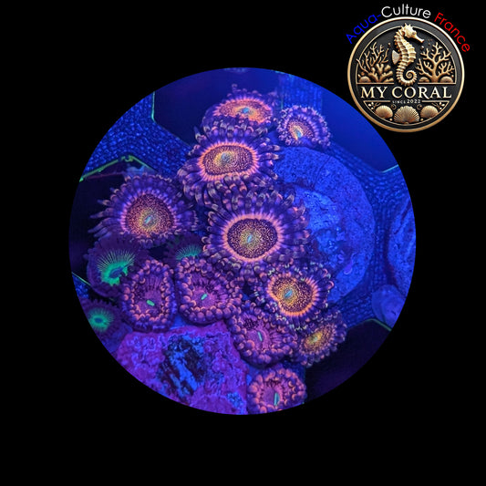 Zoanthus de Culture WYSIWYG - PINK MOHAWK - ZPM103