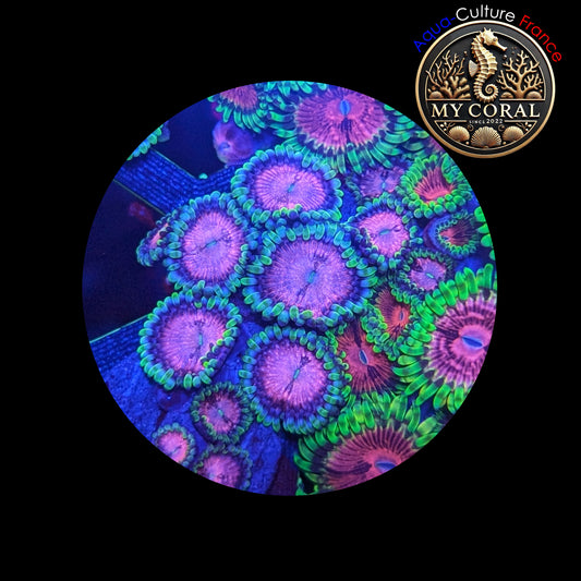 Zoanthus de Culture WYSIWYG - PURPLE SPACE MONSTER - ZPM102