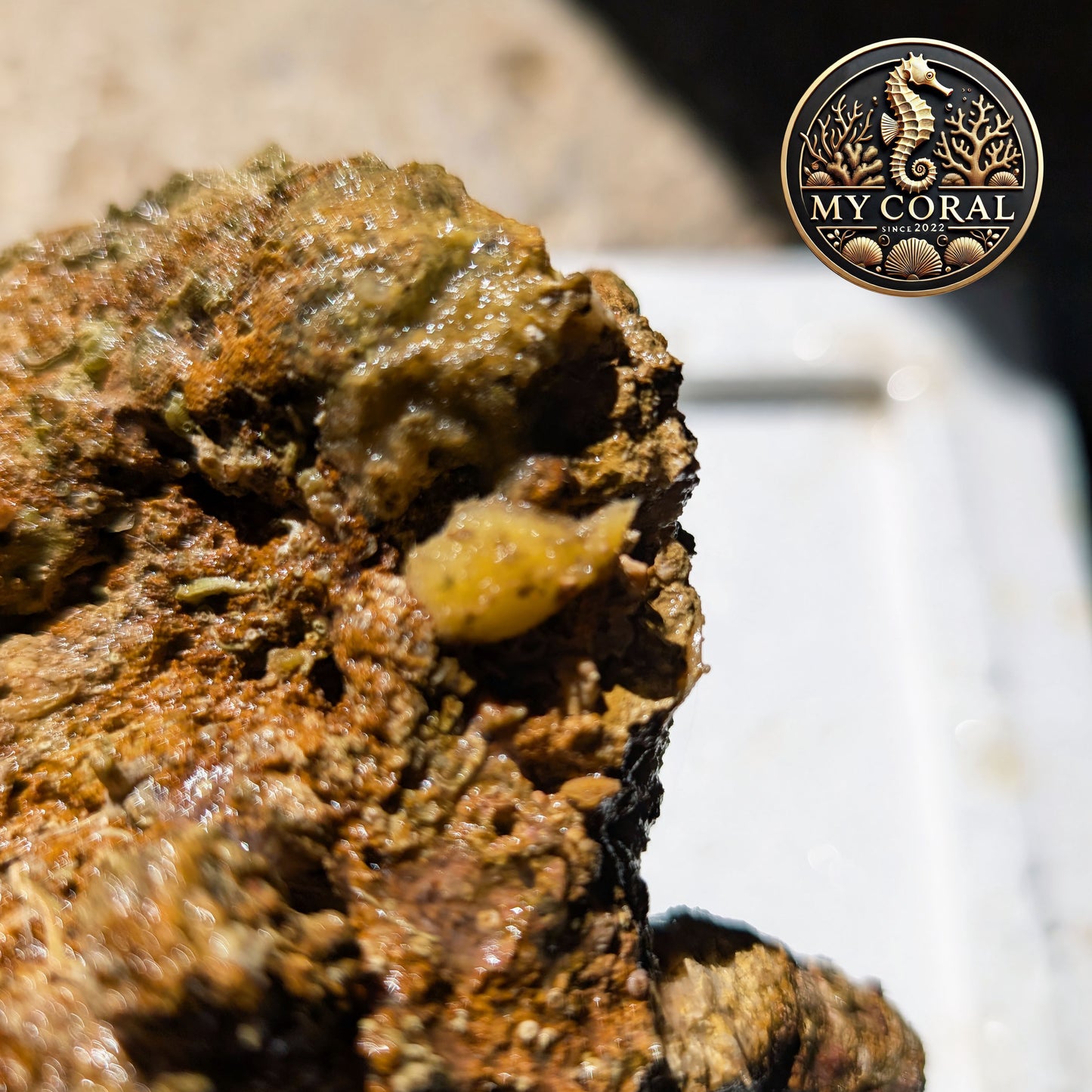Pierre vivante premium – Origine Indonésie - Au kg
