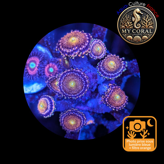 Zoanthus de Culture WYSIWYG - PINK MOHAWK - ZPM111