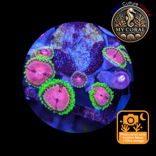 Zoanthus de Culture WYSIWYG - FAKE LIME CHILI - ZFLC103