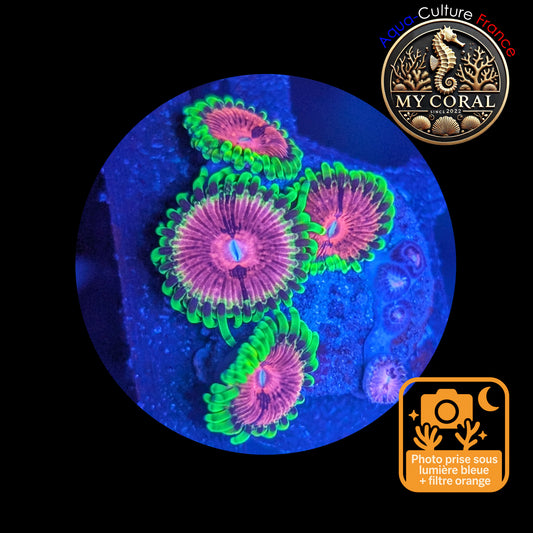 Zoanthus de Culture WYSIWYG - FAKE LIME CHILI - ZFLC102