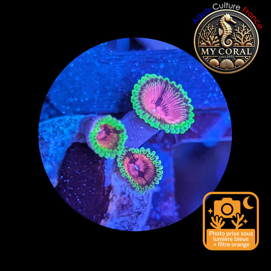 Zoanthus de Culture WYSIWYG - FAKE LIME CHILI - ZFLC101