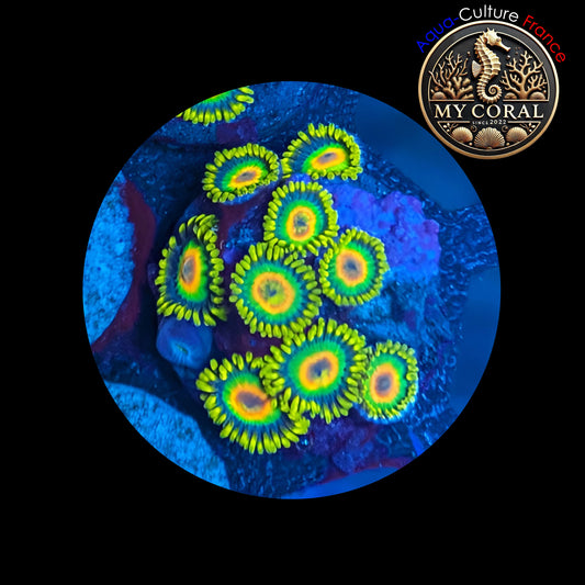 Zoanthus de Culture WYSIWYG - RASTA - ZRT101