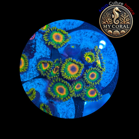 Zoanthus de Culture WYSIWYG - RASTA - ZRT103