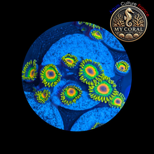 Zoanthus de Culture WYSIWYG - RASTA - ZRT104