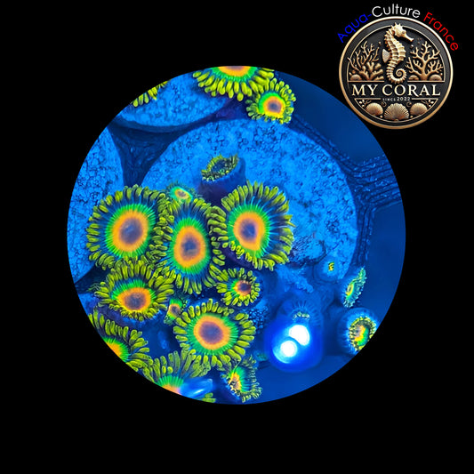 Zoanthus de Culture WYSIWYG - RASTA - ZRT105