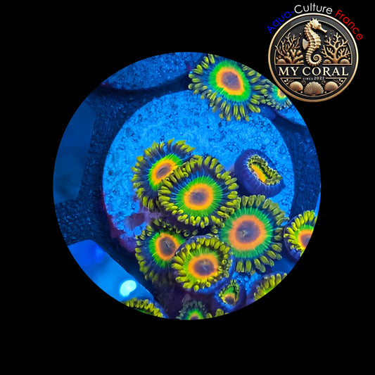 Zoanthus de Culture WYSIWYG - RASTA - ZRT107