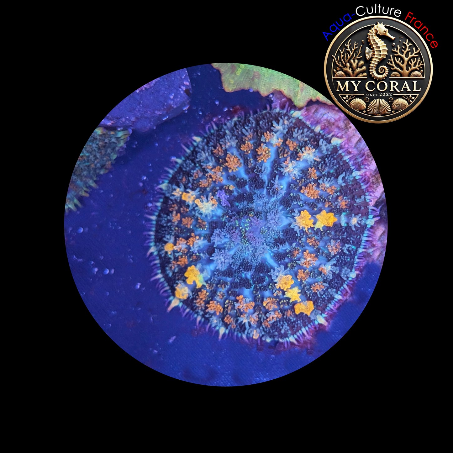 Rhodactis de Culture WYSIWYG- Sunkist RS102