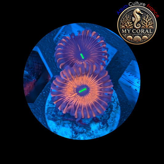 Zoanthus de Culture WYSIWYG - RED PEOPLE EATER - ZRPE101