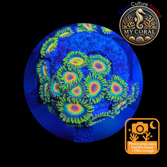 Zoanthus de Culture WYSIWYG - RASTA - ZRT111