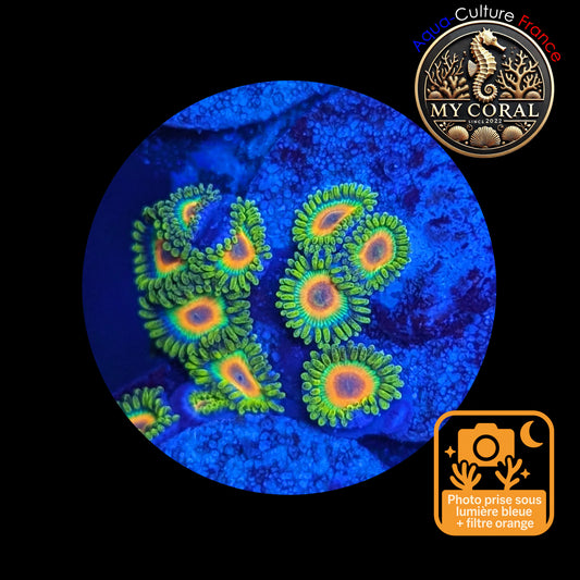 Zoanthus de Culture WYSIWYG - RASTA - ZRT112