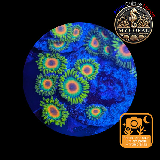 Zoanthus de Culture WYSIWYG - RASTA - ZRT113