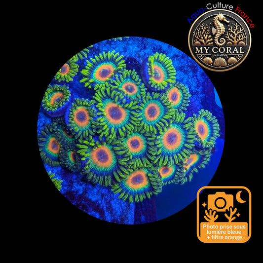 Zoanthus de Culture WYSIWYG - RASTA - ZRT114