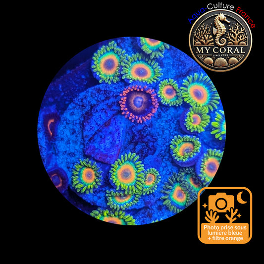 Zoanthus de Culture WYSIWYG - RASTA - ZRT115