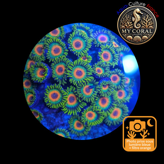 Zoanthus de Culture WYSIWYG - RASTA - ZRT116 Colonie