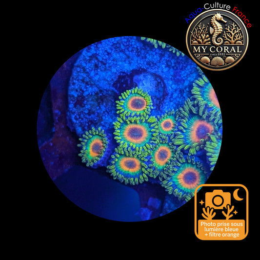 Zoanthus de Culture WYSIWYG - RASTA - ZRT117