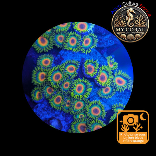 Zoanthus de Culture WYSIWYG - RASTA - ZRT118 Colonie
