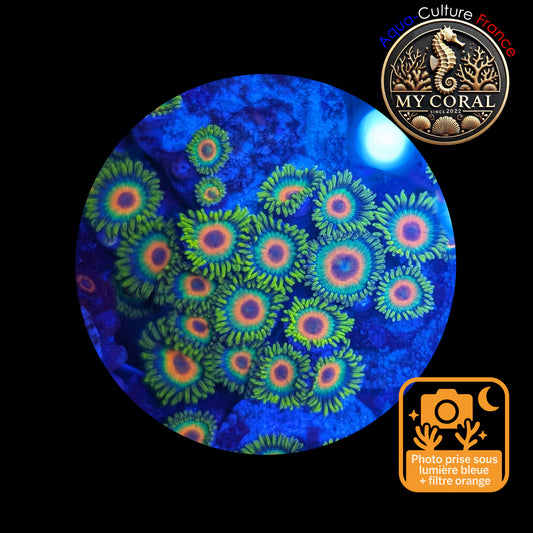 Zoanthus de Culture WYSIWYG - RASTA - ZRT119 Colonie