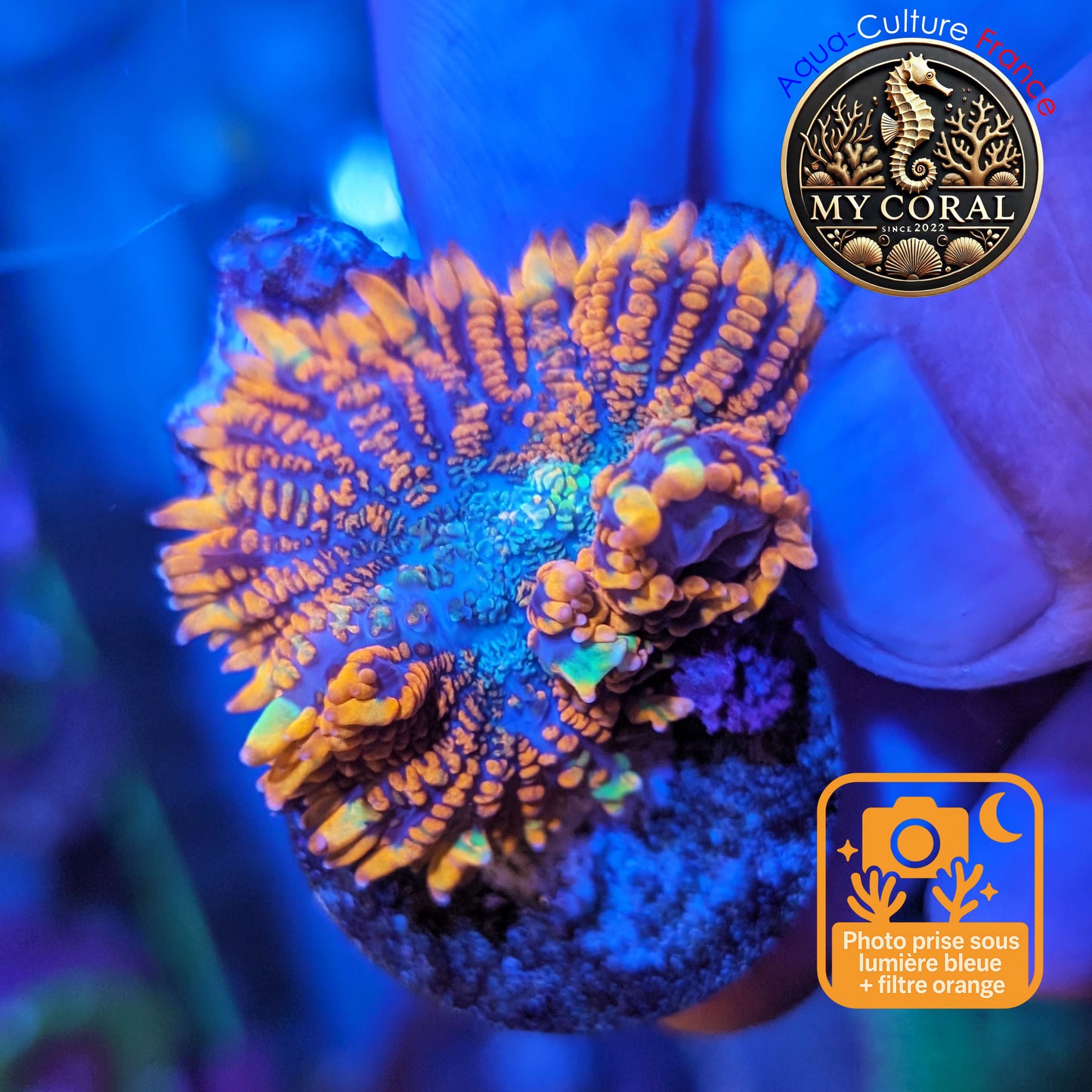 Rhodactis de Culture WYSIWYG- FIRE FOREST - RFF211