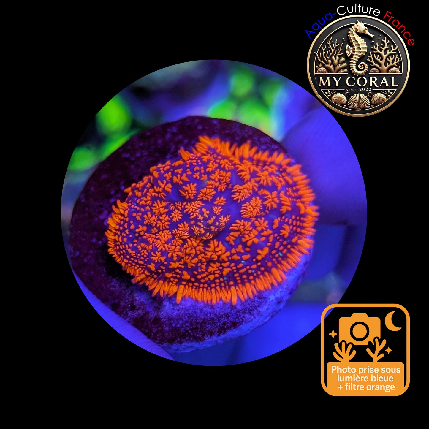 Rhodactis de Culture WYSIWYG- FIRE FOREST - RFF107