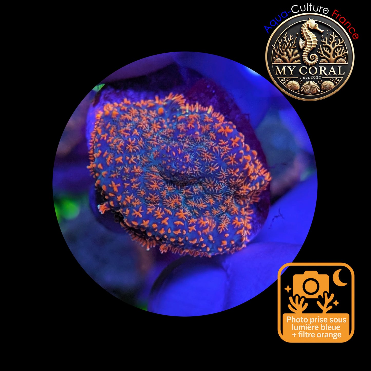 Rhodactis de Culture WYSIWYG- FIRE FOREST Blue - RFF108