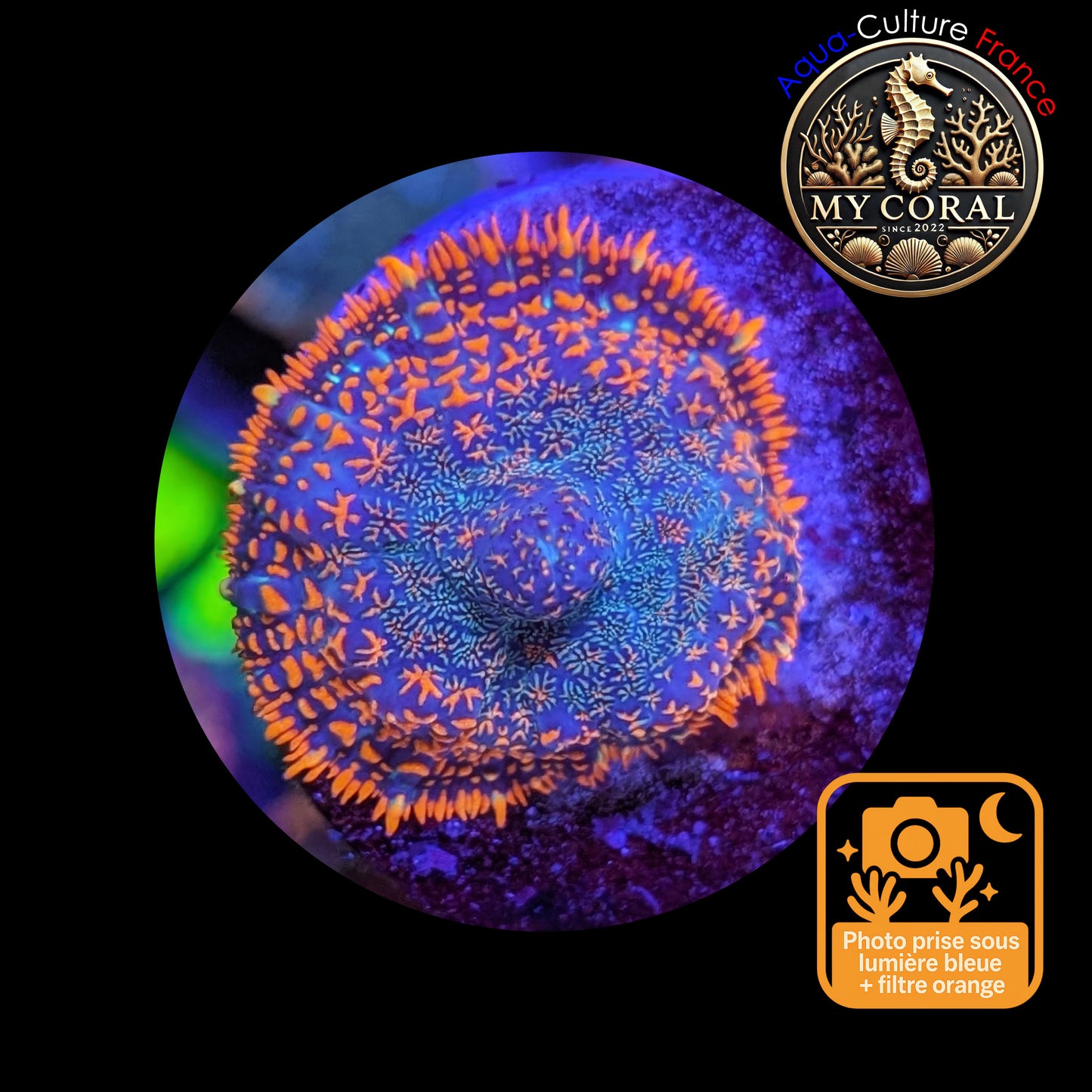 Rhodactis de Culture WYSIWYG- FIRE FOREST Blue - RFF109