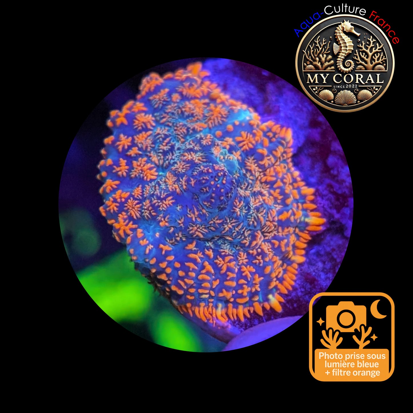 Rhodactis de Culture WYSIWYG- FIRE FOREST Blue - RFF111