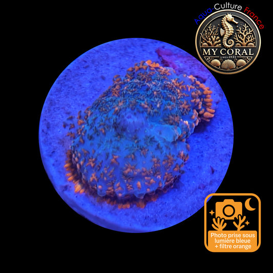 Rhodactis de Culture WYSIWYG-  OCEAN FIRE - ROF101