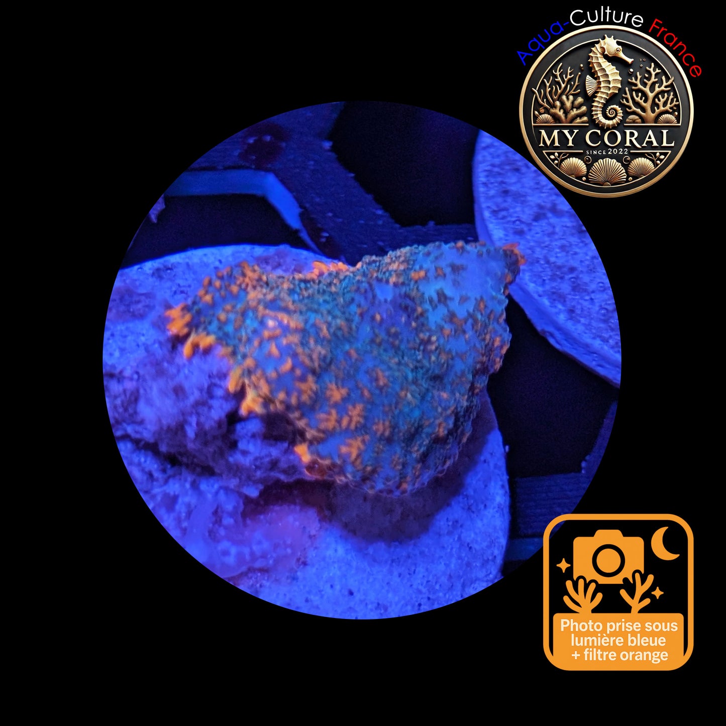 Rhodactis de Culture WYSIWYG-  OCEAN FIRE - ROF102