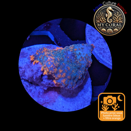 Rhodactis de Culture WYSIWYG-  OCEAN FIRE - ROF102