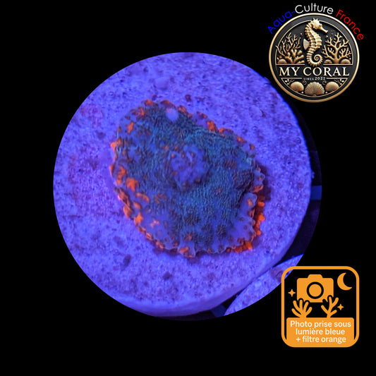 Rhodactis de Culture WYSIWYG-  OCEAN FIRE - ROF103