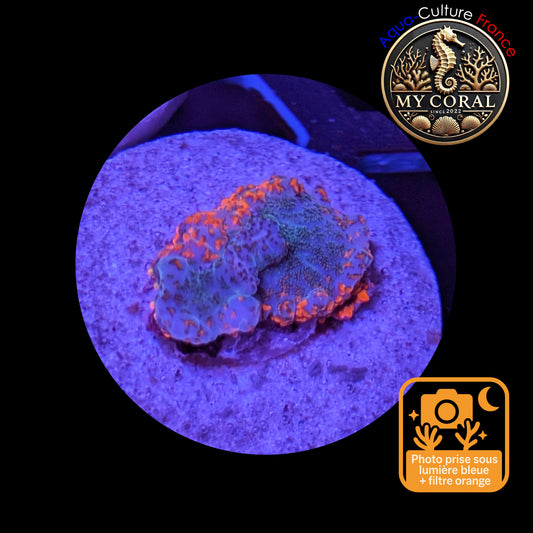Rhodactis de Culture WYSIWYG-  OCEAN FIRE - ROF104