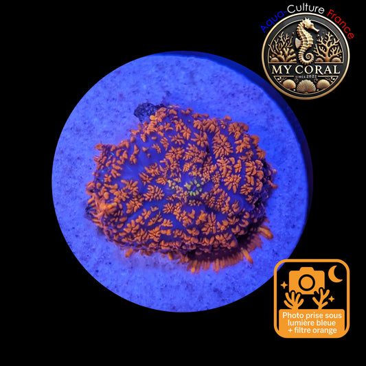 Rhodactis de Culture WYSIWYG-  FIRE FOREST - RFF102