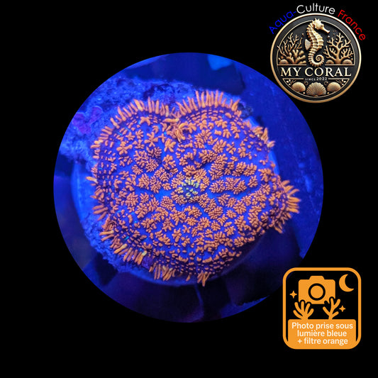 Rhodactis de Culture WYSIWYG-  FIRE FOREST - RFF104