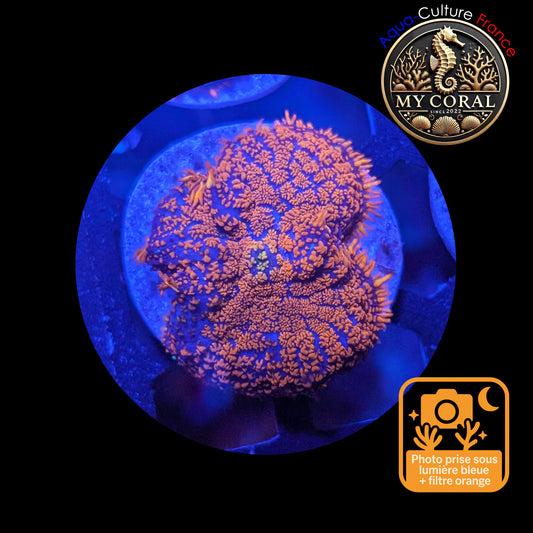 Rhodactis de Culture WYSIWYG-  FIRE FOREST - RFF105