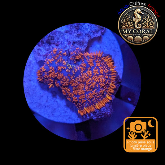 Rhodactis de Culture WYSIWYG-  FIRE FOREST - RFF106