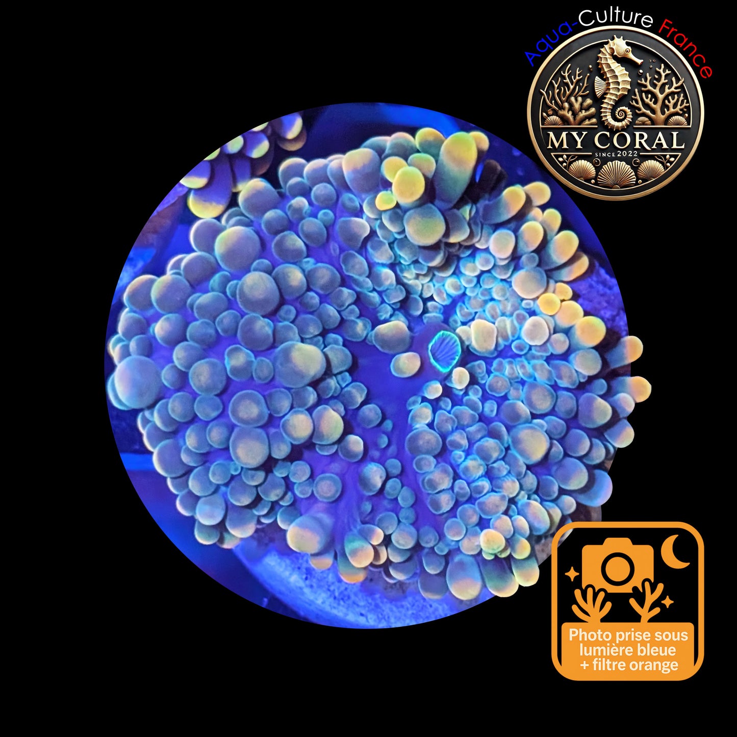 Ricordea Yuma de Culture WYSIWYG- Yuma JUMBO BICOLOR RYJB115